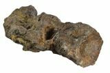 Three Fused Igaunodon (Mantillisaurus) Sacral Vertebrae - England #123556-3
